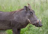 Red-billed Oxpecker